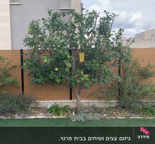 עץ לימון בגינה עם דשא סינתטי וגדר עץ
